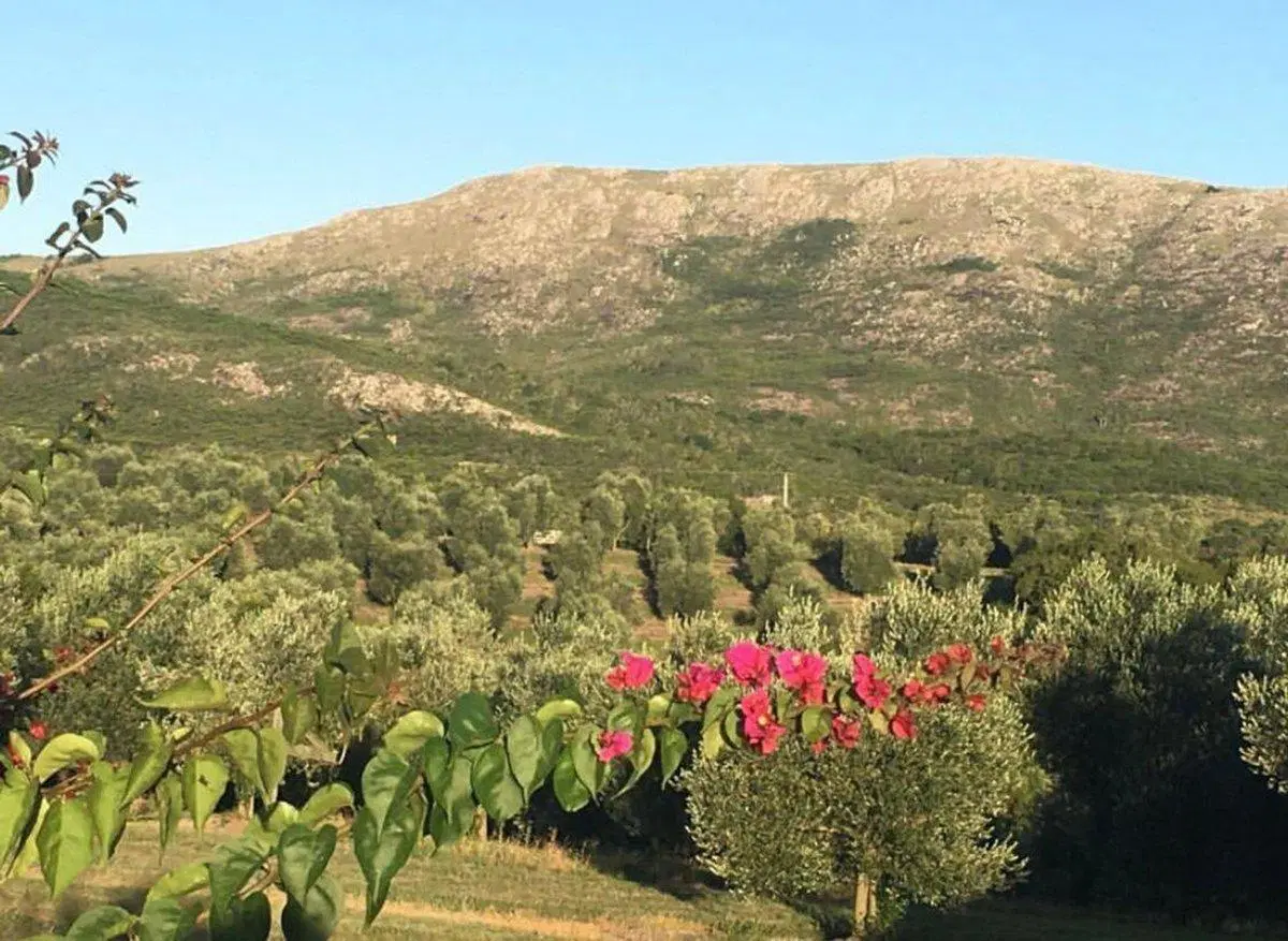 Campo de 43 hectareas con plantacion de Olivos de 2