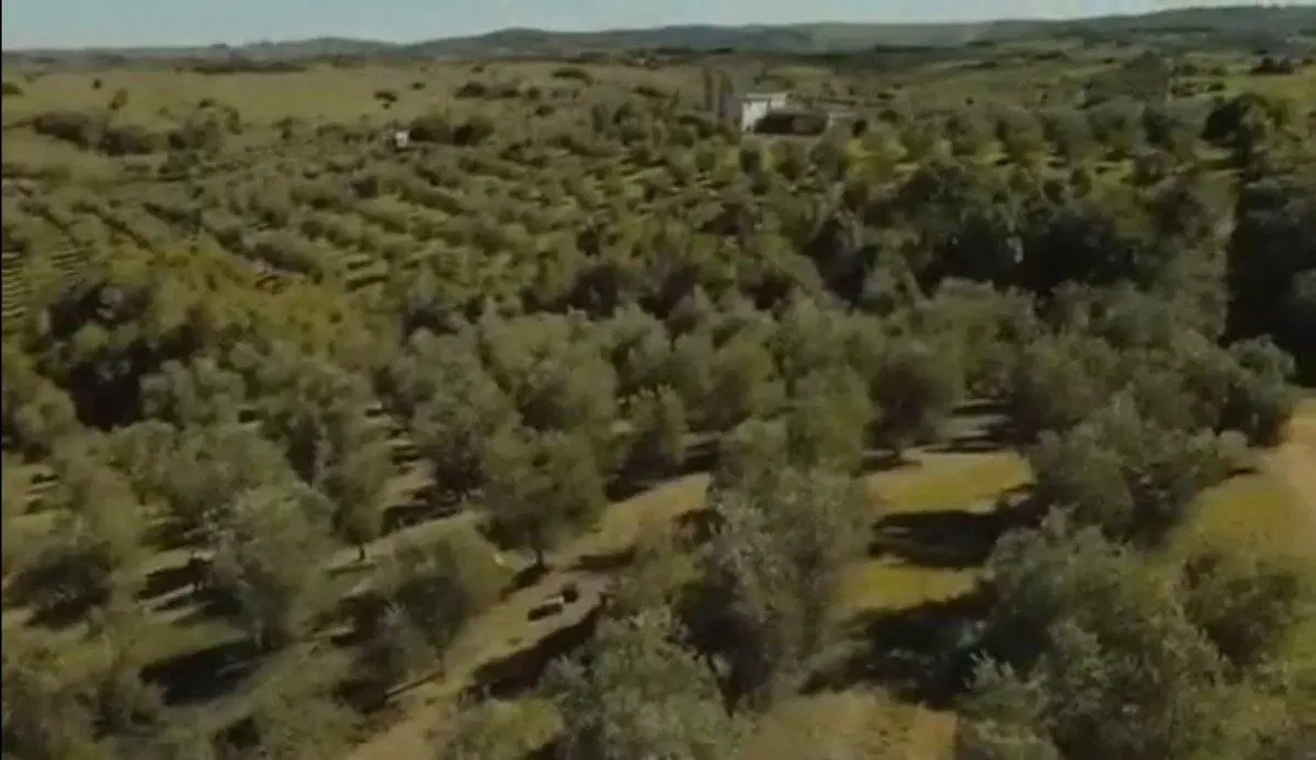 Campo de 43 hectareas con plantacion de Olivos de 4