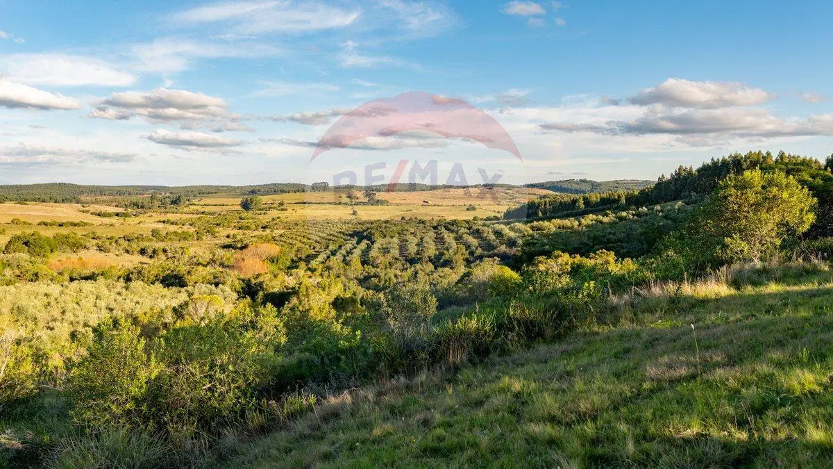 Venta de Campo con olivos en Rocha 4