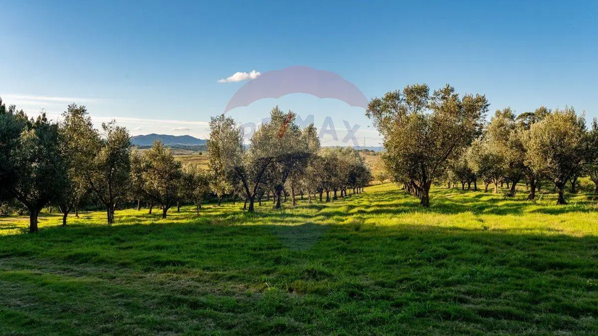 Venta de Campo con olivos en Rocha 2