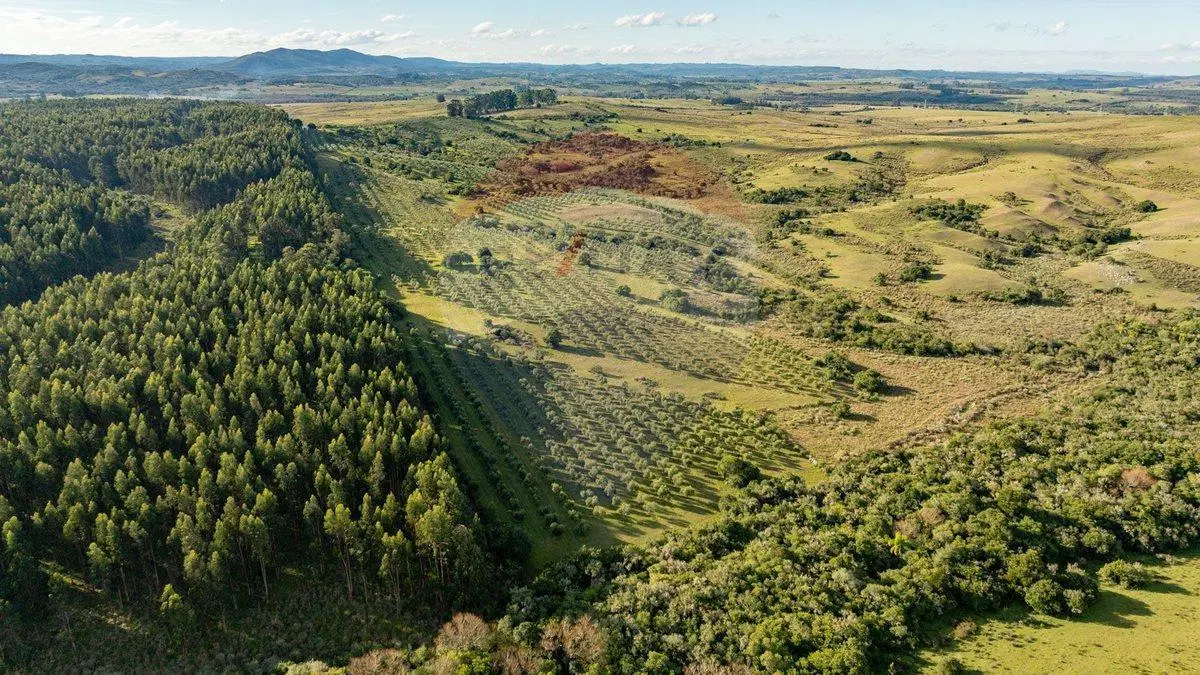 Venta de Campo con olivos en Rocha 3