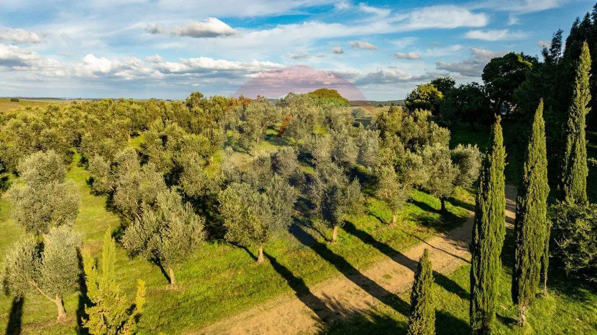 Venta de Campo con olivos en Rocha 5