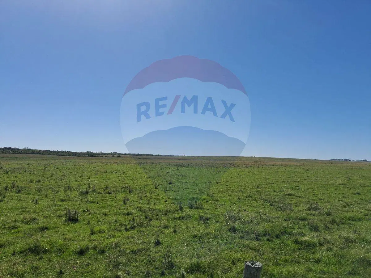 Venta Campo Río Negro - Ganadero Agrícola 350 has 2