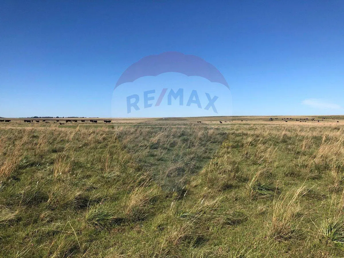 Venta Campo Río Negro - Ganadero Agrícola 350 has 5