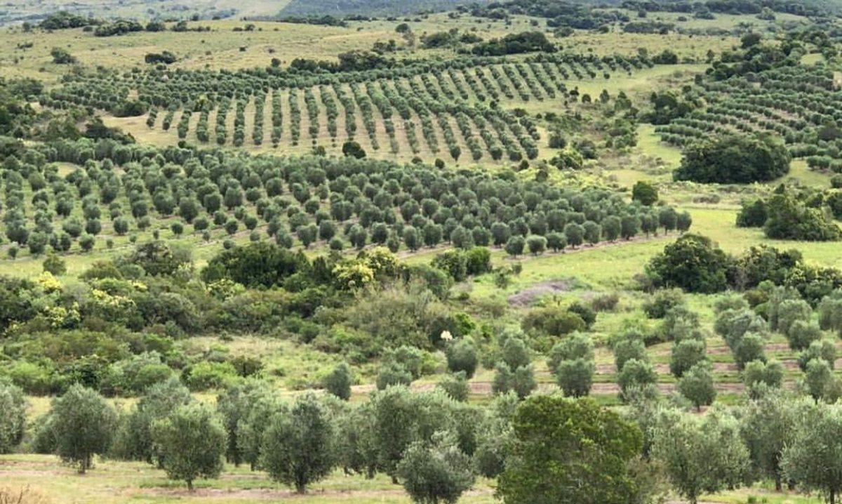 Foto de Campo de 43 hectareas con plantacion de Olivos de, imagen 1