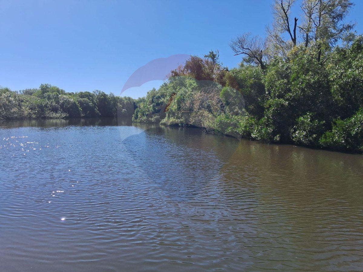 Foto de Venta Campo Río Negro - Ganadero Agrícola 350 has, imagen 4