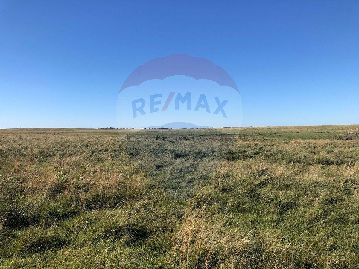 Foto de Venta Campo Río Negro - Ganadero Agrícola 350 has, imagen 3