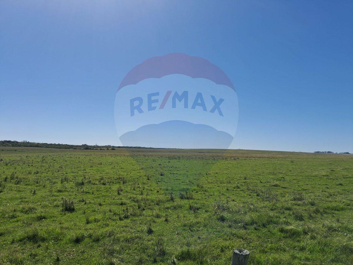 Foto de Venta Campo Río Negro - Ganadero Agrícola 350 has, imagen 2
