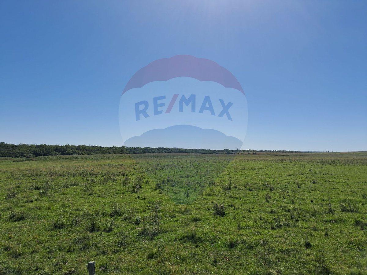 Foto de Venta Campo Río Negro - Ganadero Agrícola 350 has, imagen 1