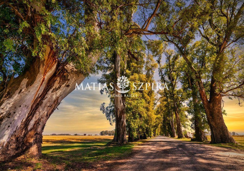 Lote en Venta Tres Pinos Barrio Norte 4