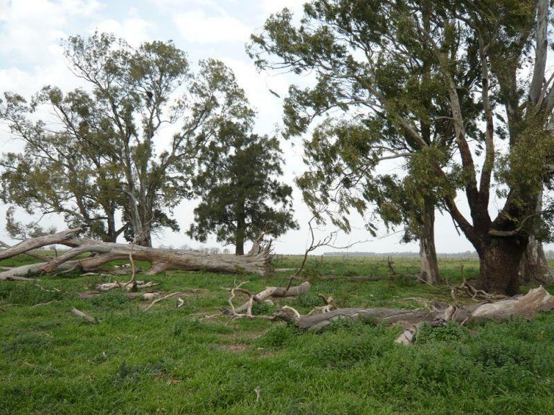 Campo en Cañuelas 3