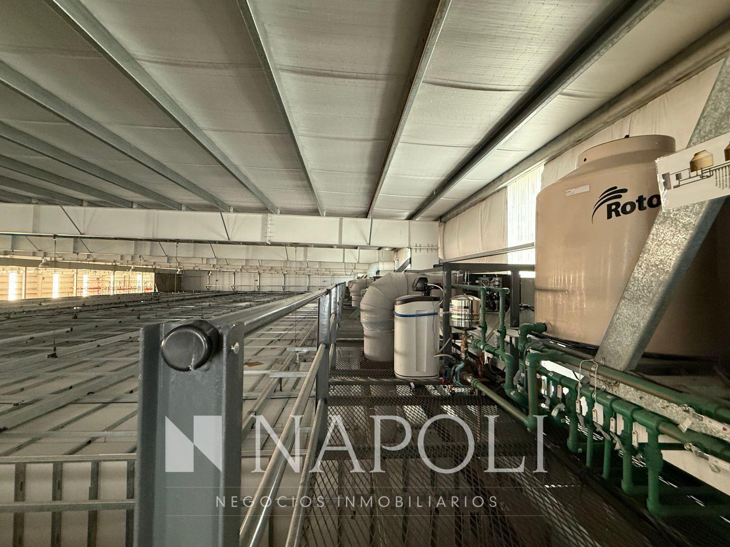 Foto de Venta de Galpón en Ezeiza, imagen 4