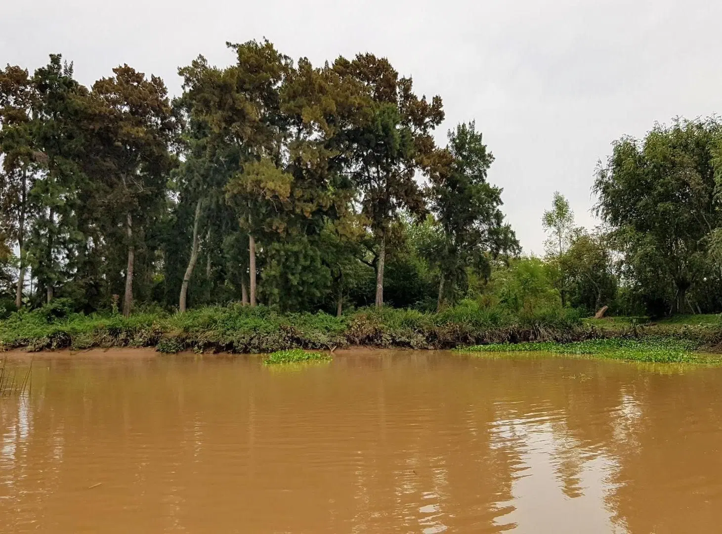Lote 31ha venta s/rio, 2da sección Delta Islas Paraná Palma 4