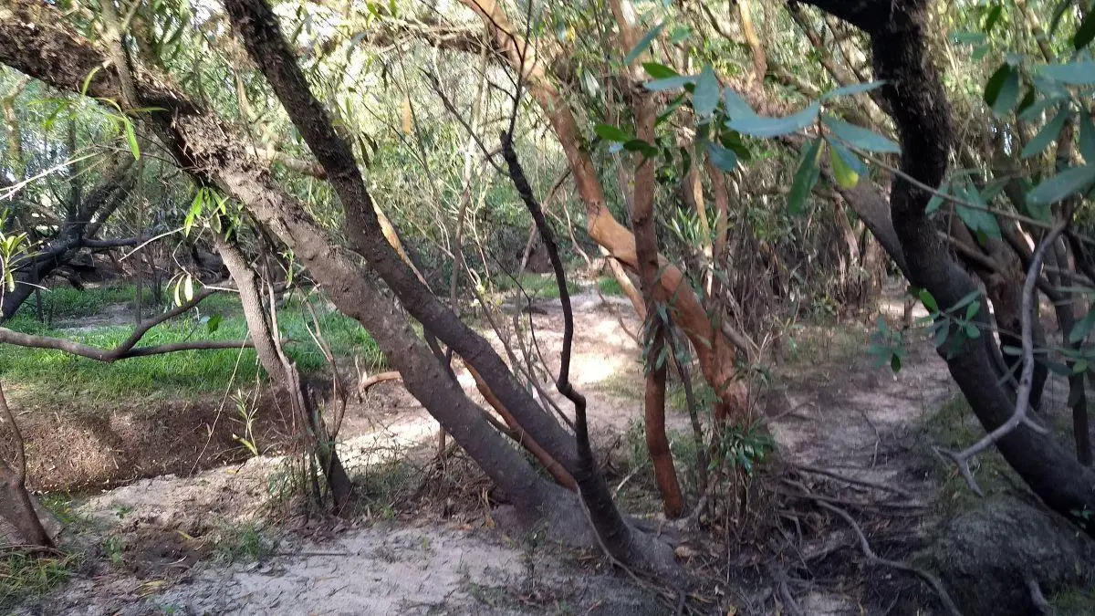 343 has campo ganadero sobre asfalto 3