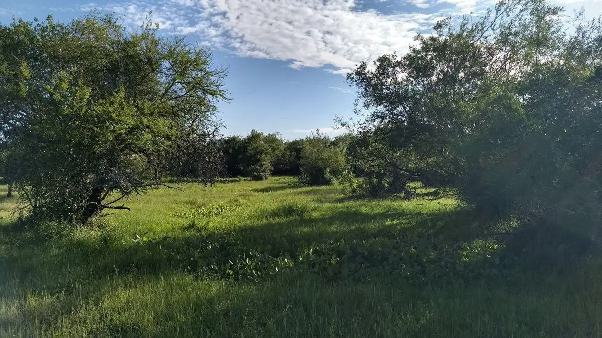 343 has campo ganadero sobre asfalto 2