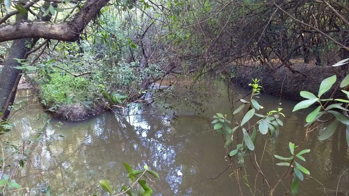 343 has campo ganadero sobre asfalto 4
