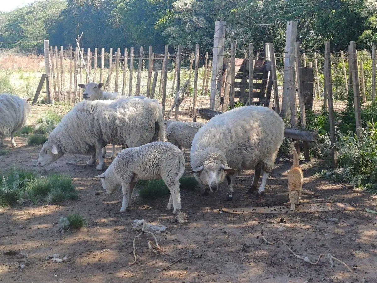 VENTA CASA 4D CON 2HA EL QUEBRACHAL 5