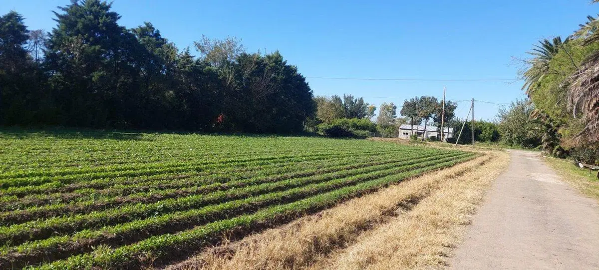 VENTA TERRENO SOBRE CAMINO SAN CARLOS 5