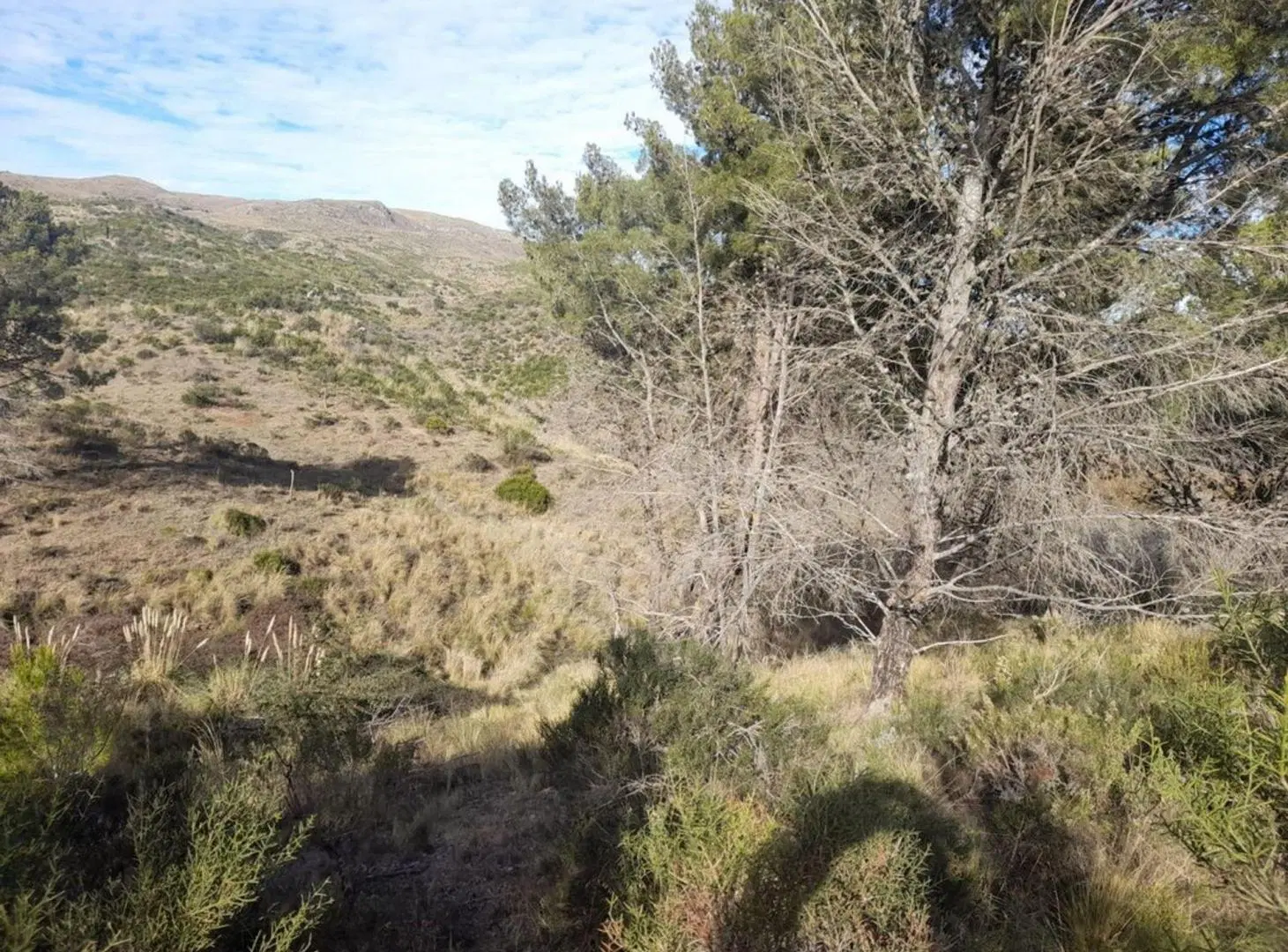 EXCELENTE LOTE EN DOLORES PUNILLA 2
