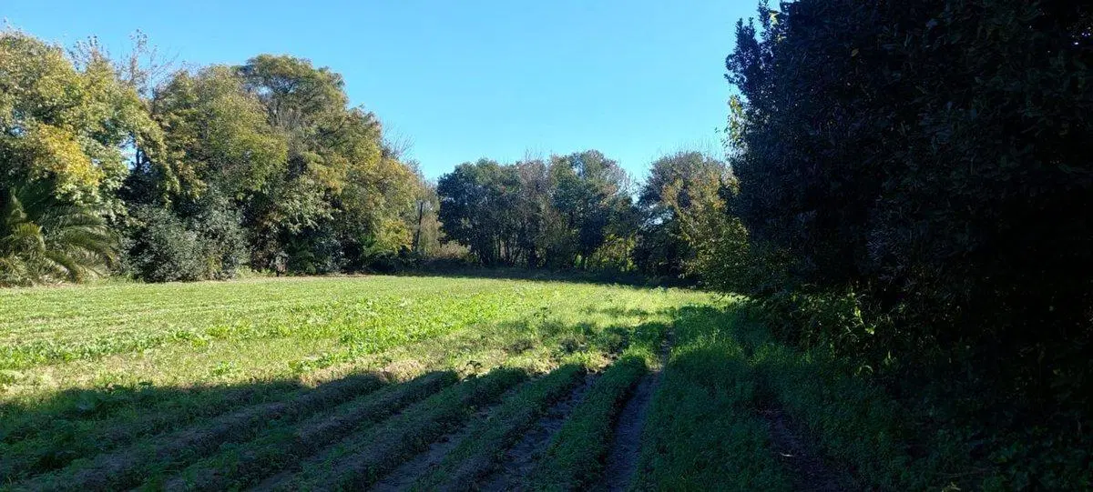 VENTA TERRENO SOBRE CAMINO SAN CARLOS 5