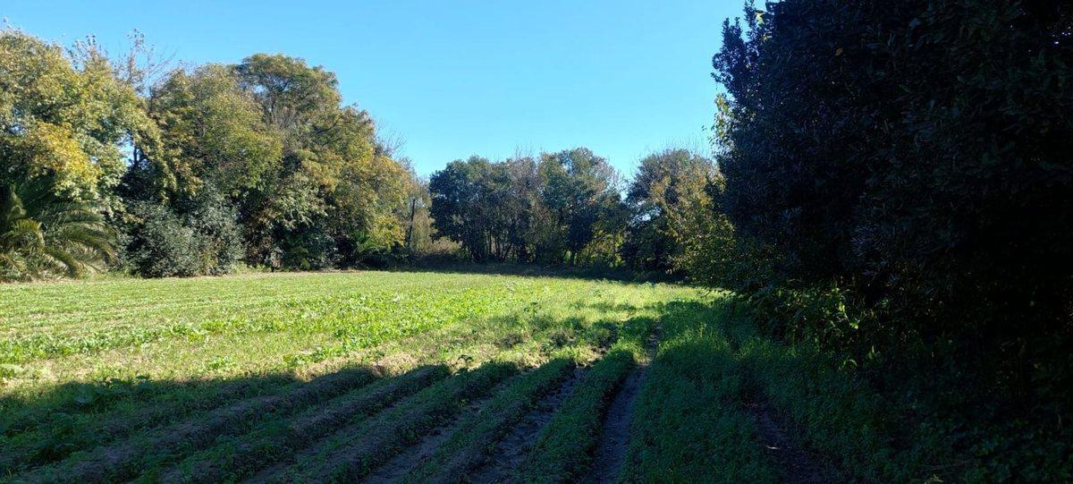 Foto de VENTA TERRENO SOBRE CAMINO SAN CARLOS, imagen 1