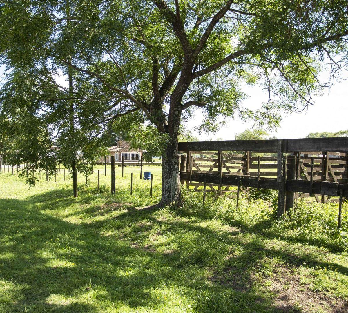 Lote. | Av Dr Smith 2