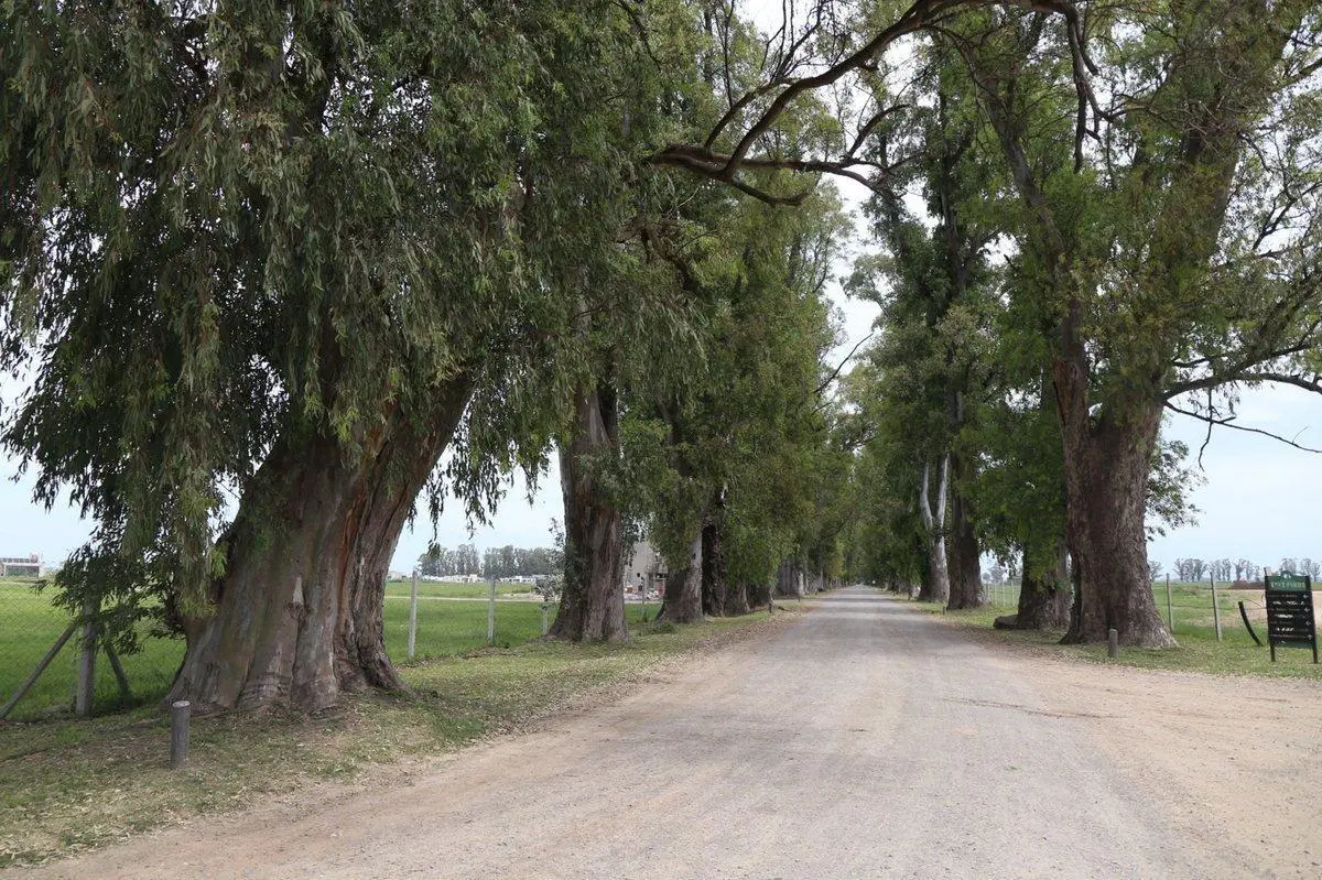 VENTA DE LOTE EN BARRIO NORTE - TRES PINOS 5