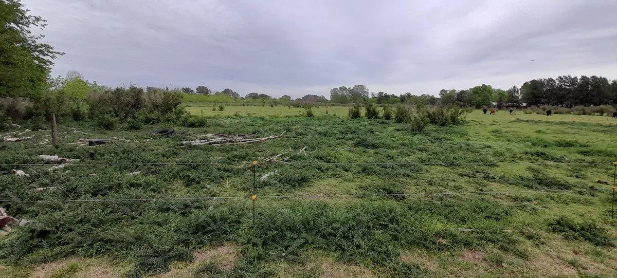 VENTA CHACRA 31.730 m2 GRAL. ROD. R. 24 KM 7.5 5