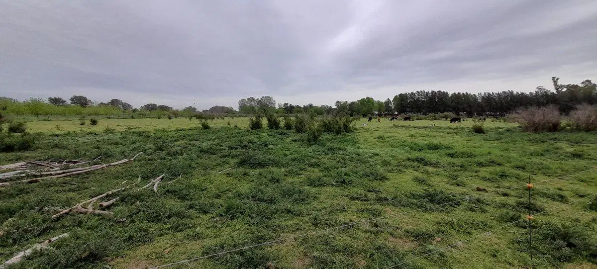 VENTA CHACRA 31.730 m2 GRAL. ROD. R. 24 KM 7.5 2