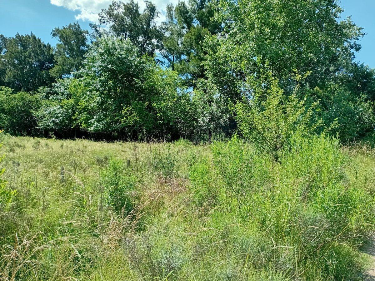 Foto de VENTA LOTE 5.000M2 EN GRAL. RODRIGUEZ RUTA 24, imagen 3