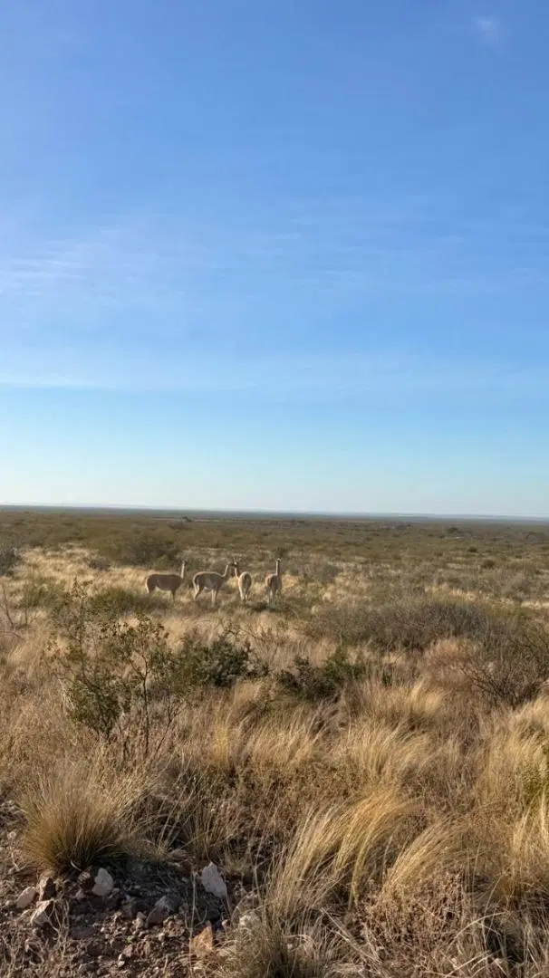 Venta campo 15000 ha departamento Lihuel Calel La Pampa 3