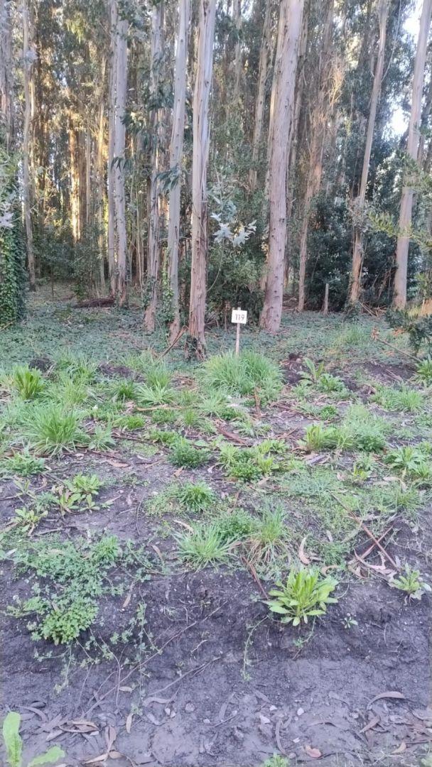 Foto de OPORTUNIDAD VENTA LOTE BARRIO SUSTENTABLE TIPANTU SALIDA AL MAR, imagen 4