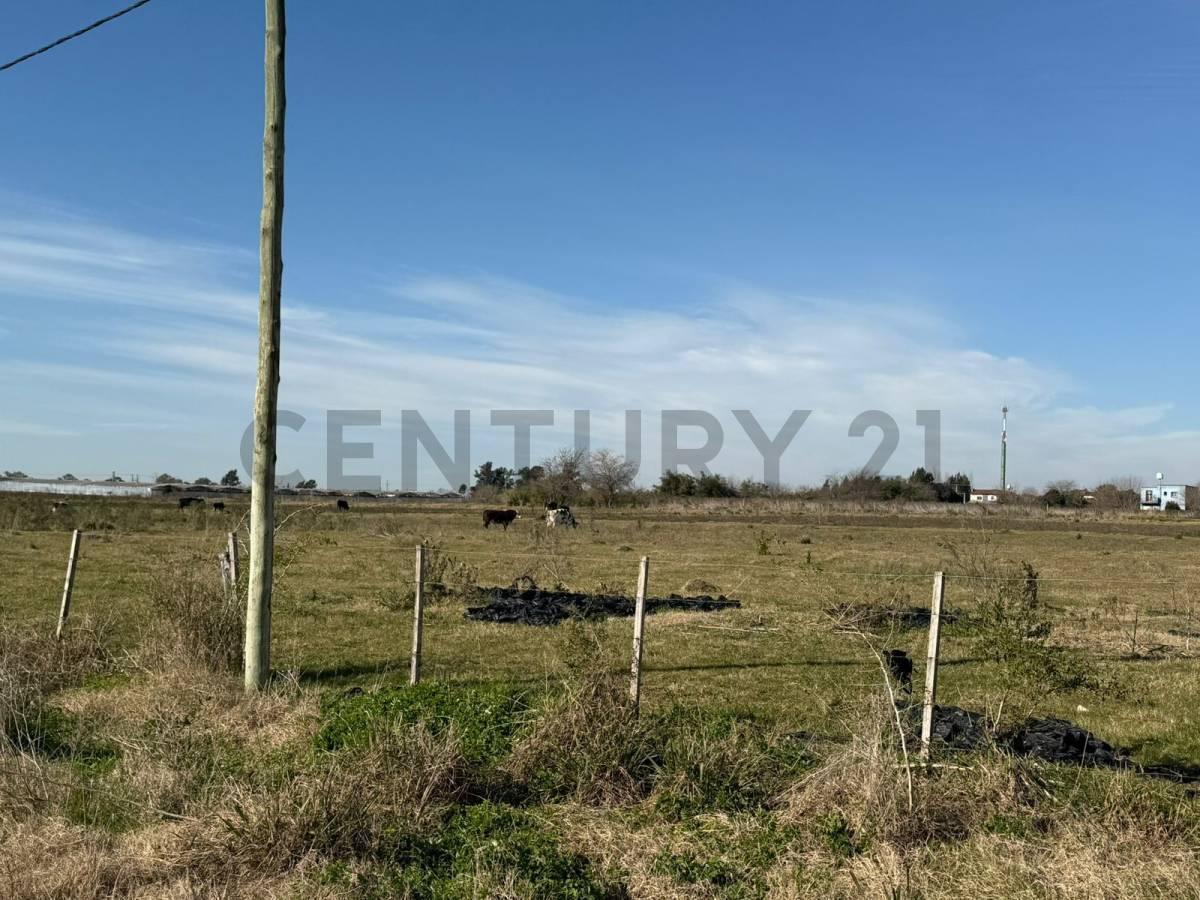 Foto de campo de 5 hectáreas y medias, imagen 4