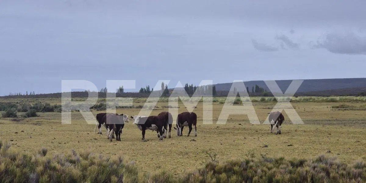 VENTA CAMPO - VALCHETA - RIO NEGRO 4