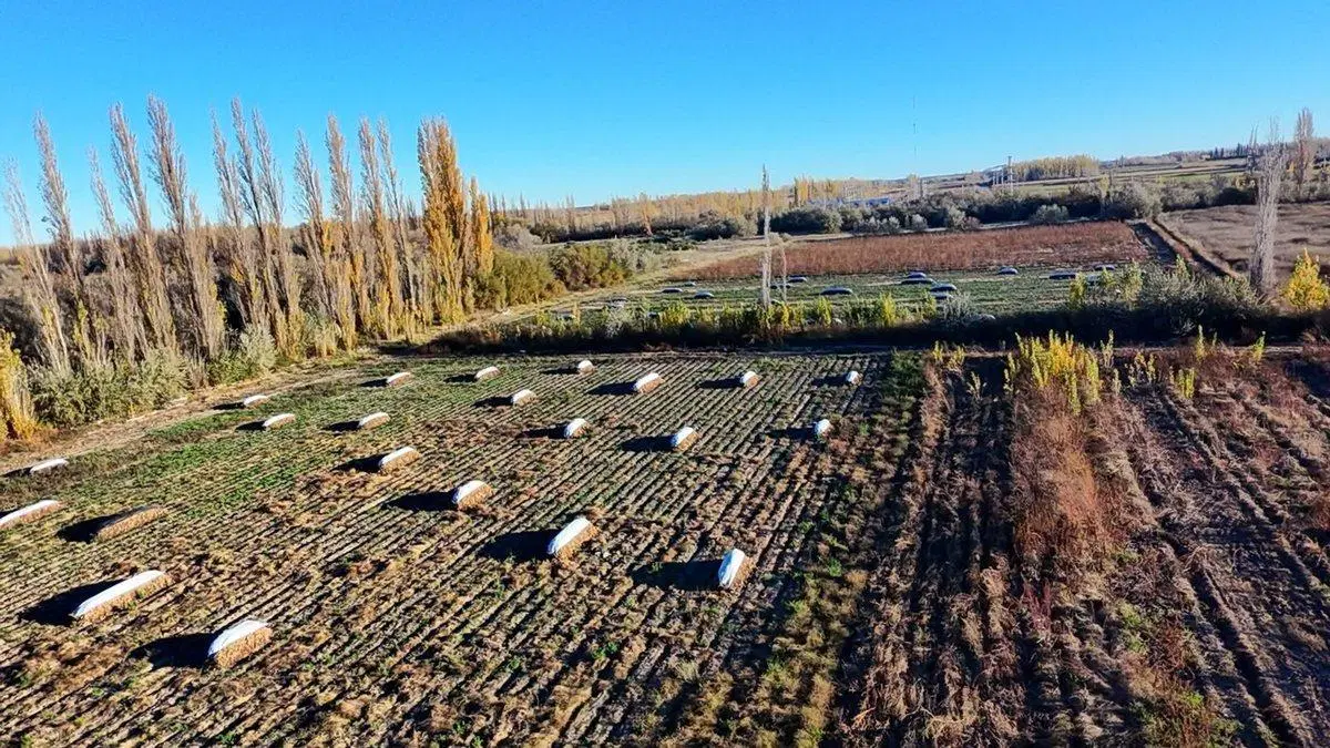VENTA  HECTAREAS PRODUCTIVAS EN LUIS BELTRAN 2