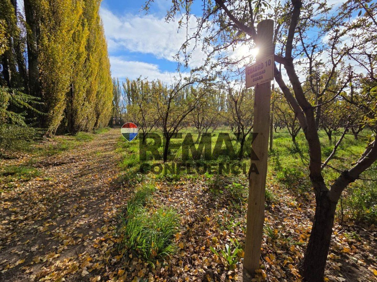 Foto de CHACRA FRENTE DE RUTA - CAMPO GRANDE, imagen 2