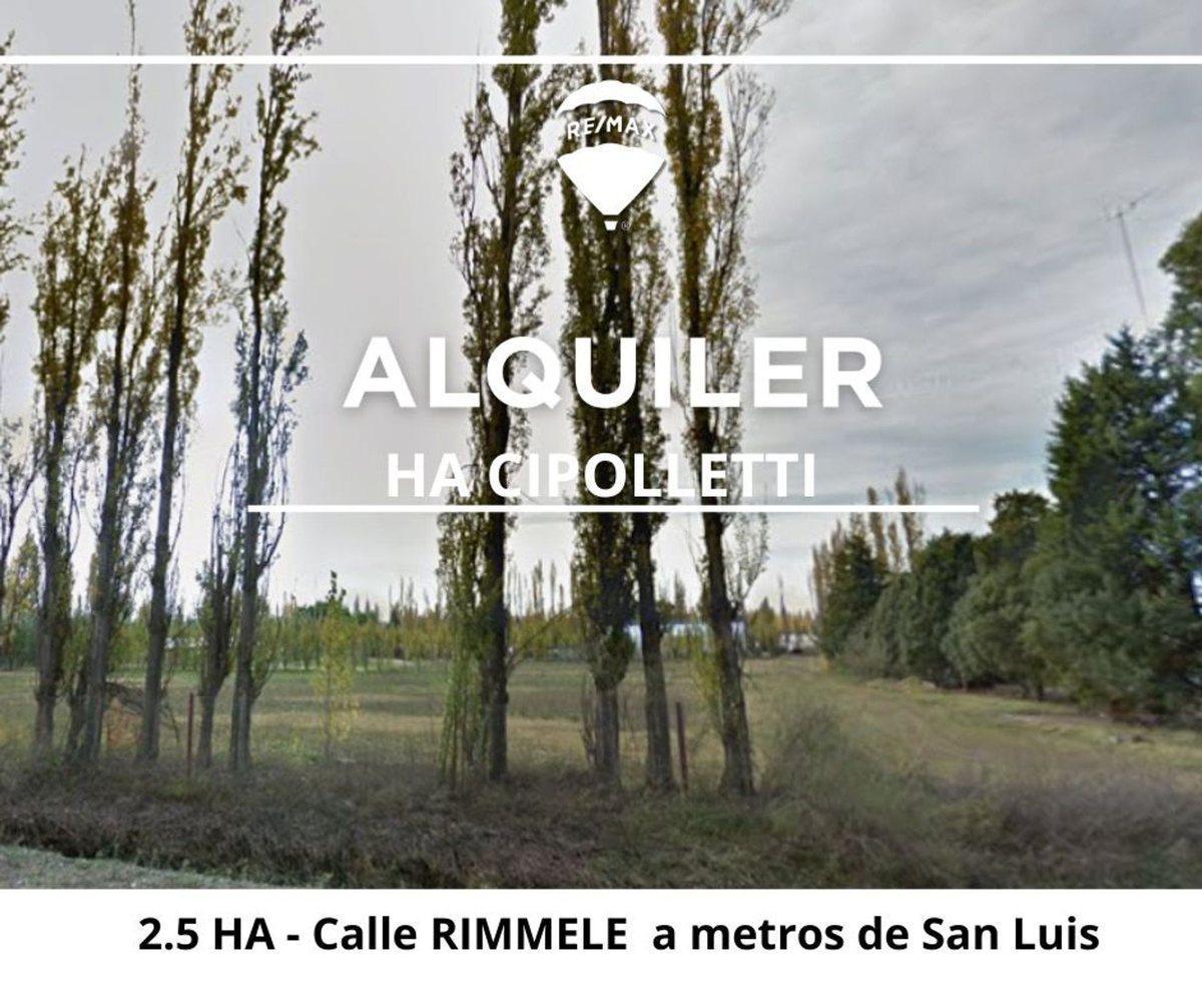 Foto de ALQUILER HECTAREA CIPOLLETTI, imagen 3
