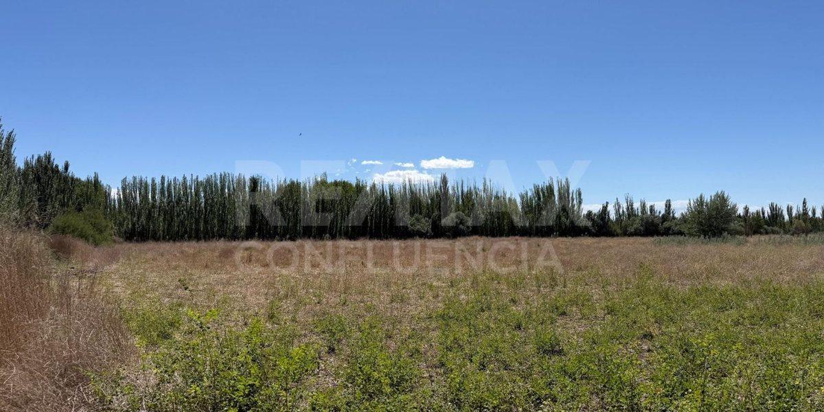 Foto de VENTA DE CHACRA EN FERRI CIPOLLETTI, imagen 4