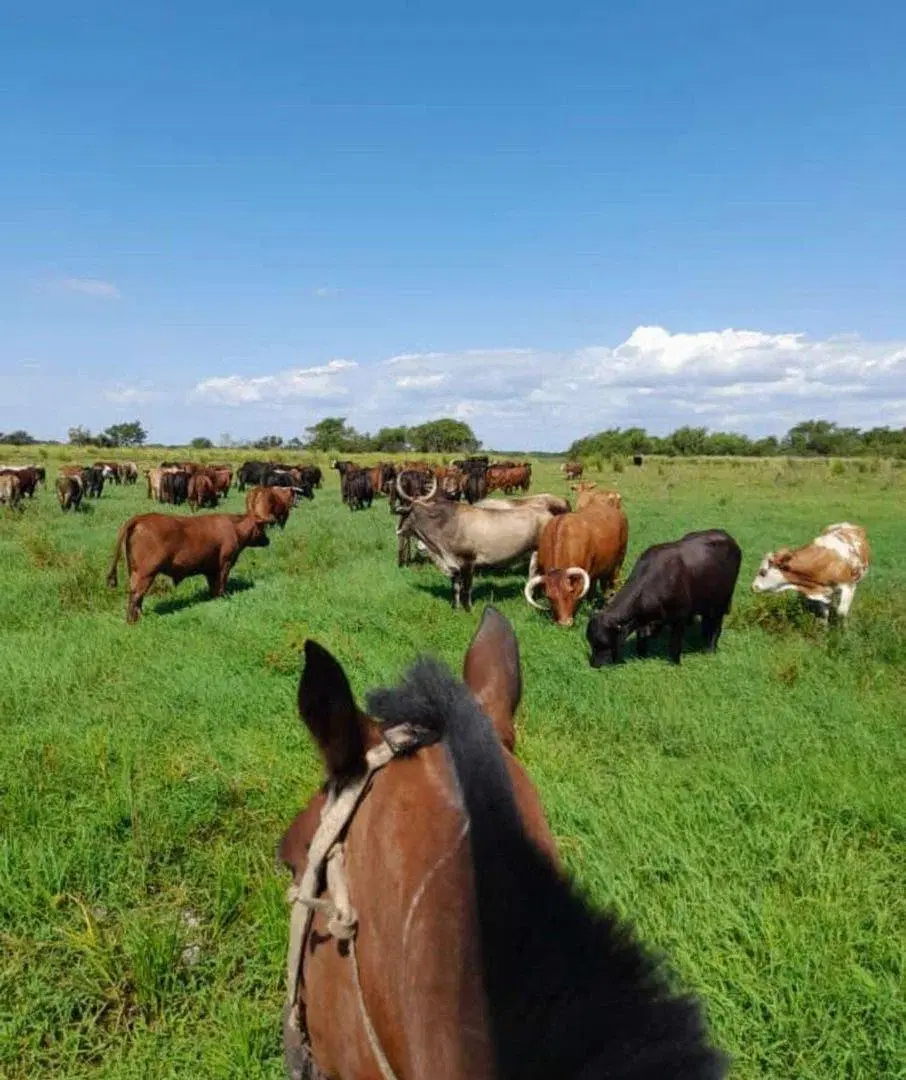 VENTA CAMPO, 400 has, Isla San Javier, Escriturabl 4