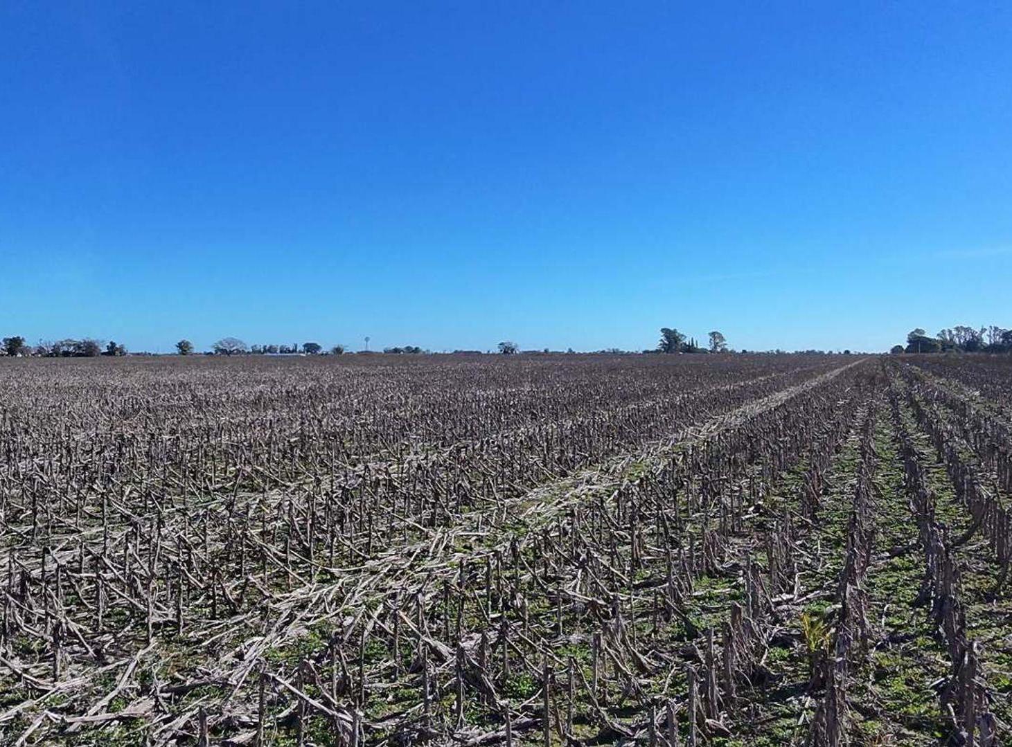 Foto de VENTA campo agrícola en Llambi Campbell, imagen 2