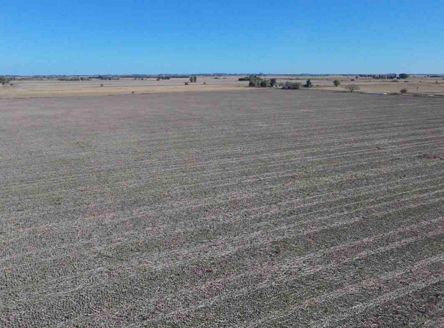 Foto de VENTA campo agrícola en Llambi Campbell, imagen 1