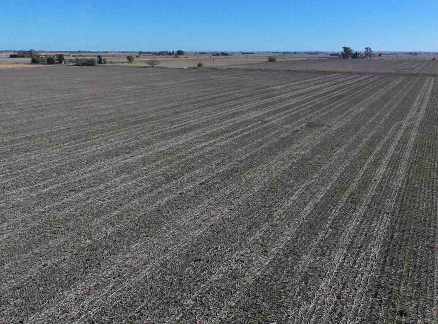 Foto de VENTA campo agrícola en Llambi Campbell, imagen 3