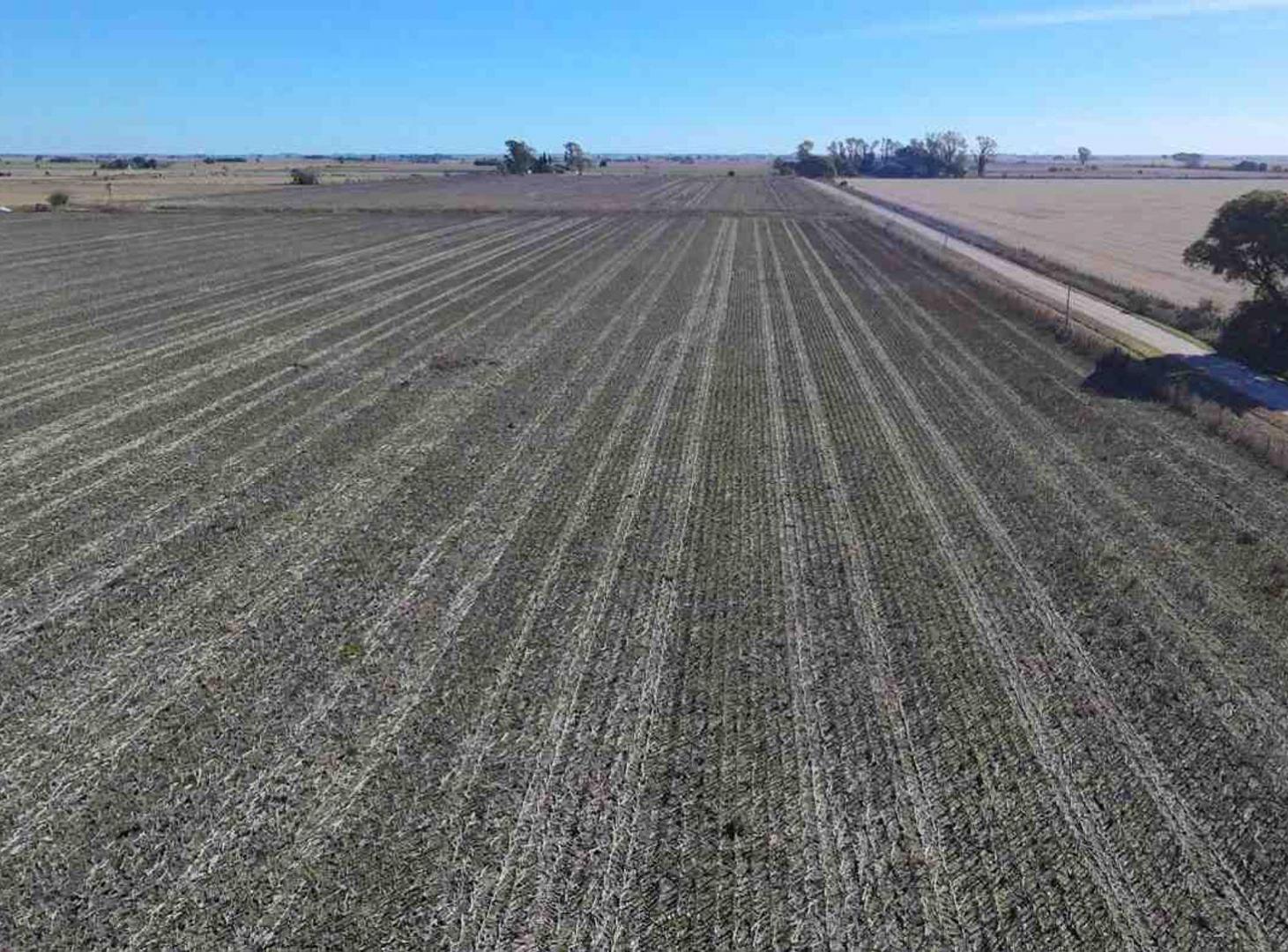 Foto de VENTA campo agrícola en Llambi Campbell, imagen 5