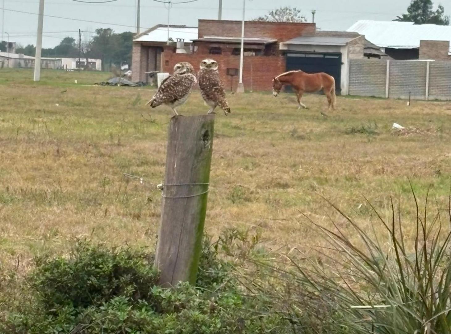 Foto de VENTA DE UNA HECTAREA EN NELSON, imagen 4