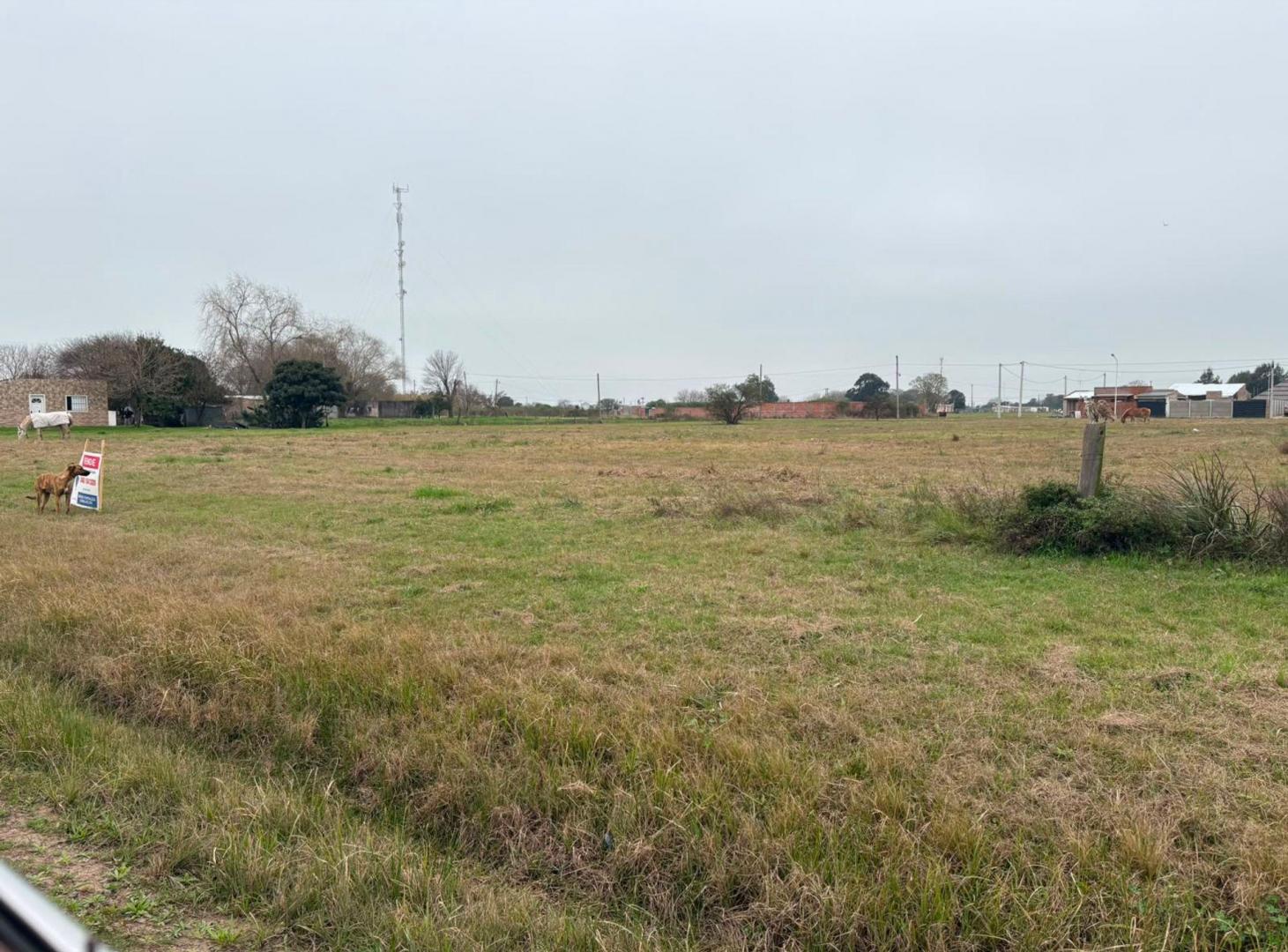 Foto de VENTA DE UNA HECTAREA EN NELSON, imagen 2