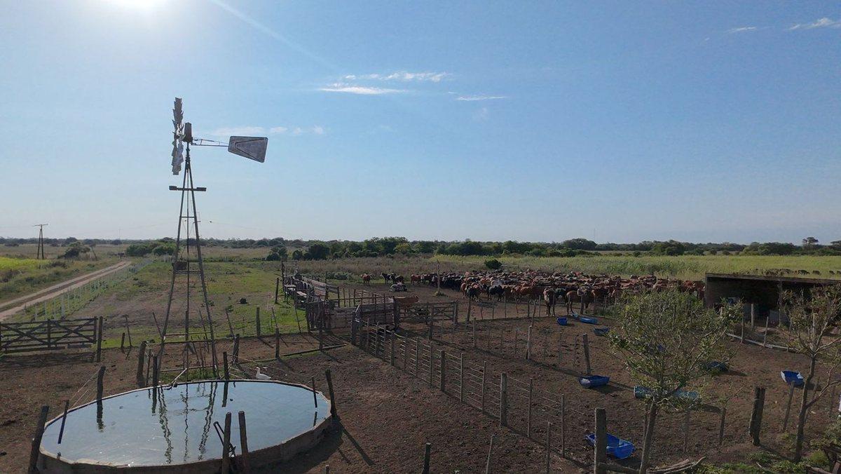 VENTA DE CAMPO EN SAN JERONIMO DEL SAUCE 252 has