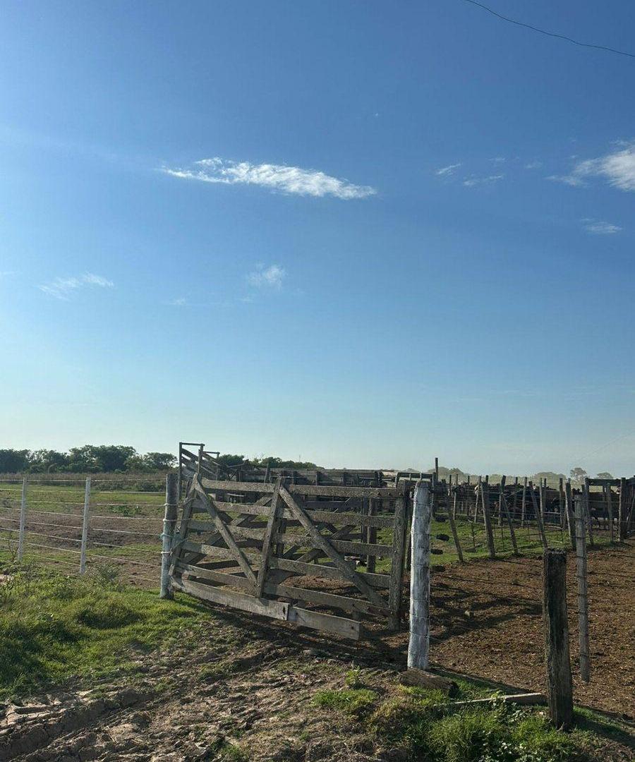 Foto de VENTA DE CAMPO EN SAN JERONIMO DEL SAUCE 252 has, imagen 3
