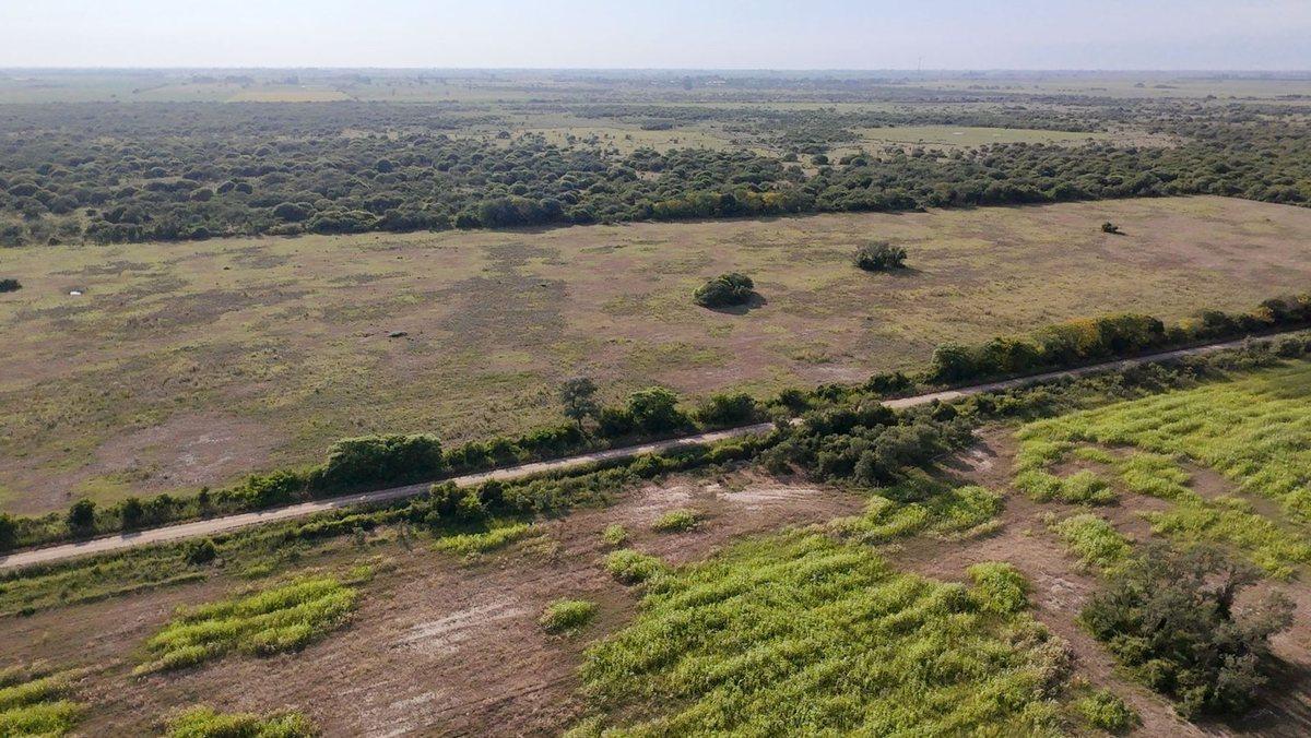 Foto de VENTA DE CAMPO EN SAN JERONIMO DEL SAUCE 252 has, imagen 5