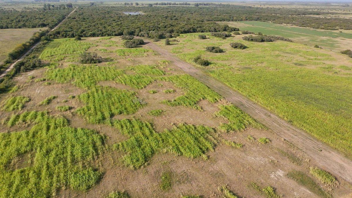 Foto de VENTA DE CAMPO EN SAN JERONIMO DEL SAUCE 252 has, imagen 4