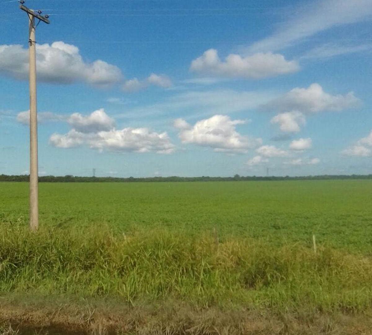 Foto de VENTA EXCELENTE CAMPO AGRICOLA, RUTA 11, MARC. ESC, imagen 4
